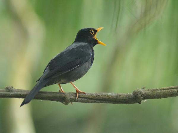 <h3><a href="/trips/salesopolis-2014/biota/animalia/chordata/aves/040 passeriformes/107 turdidae/turdus flavipes/turdus flavipes-nl.html">Turdus&nbsp;flavipes</a> / Yellow‑legged&nbsp;thrush / Geelpootlijster</h3>NIKON D7100 met AF-S Nikkor 300mm f/2.8G IF-ED VR II, 1/60 sec  bij F2.8, ISO 900, afstand 11.8&nbsp;m